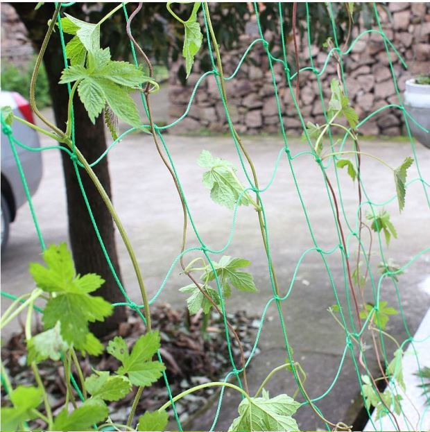 阳台植物爬藤网花架月季百香果蔬菜豆角搭架藤蔓吊瓜网果园种植 h75