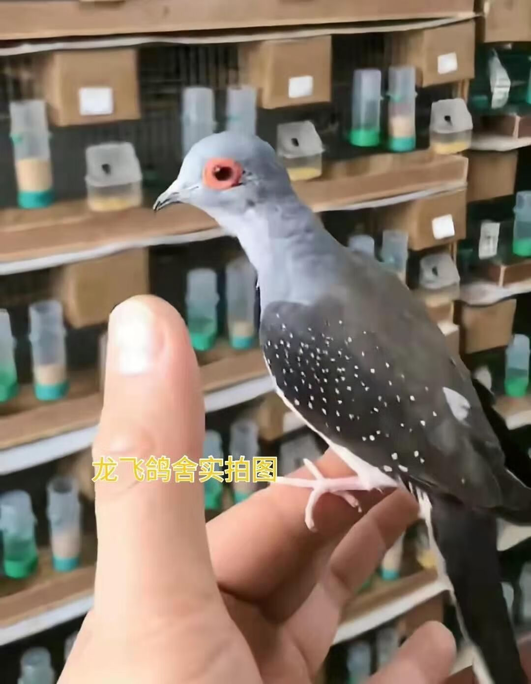 活体宠物鸽薄珍珠鸽袖珍鸽原色驼色蓝白鸽子观赏宠物活体鸟 原始种母