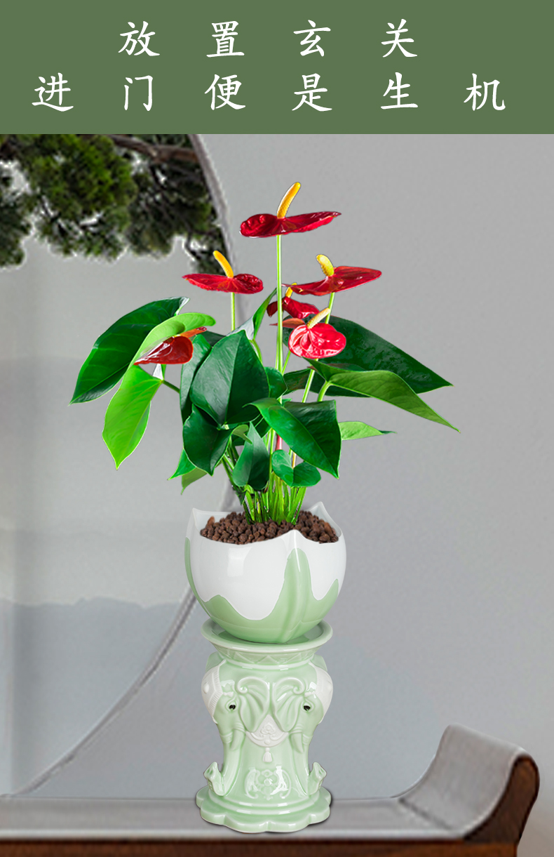 花姬 红掌盆栽大盆植物室内花卉一帆风顺办公桌面盆景懒人好养水养
