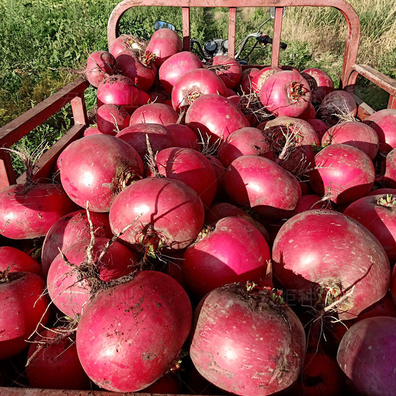 东北大红萝卜大红袍红皮白心圆萝卜新鲜农家种植甜脆爽口 大红萝卜(5