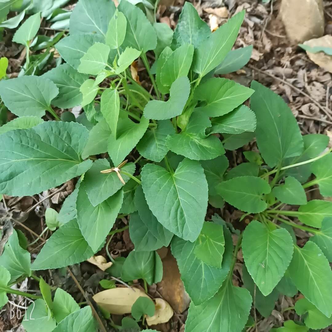 偉博新鮮幹品紫花地丁帶根整顆苦全草茶野堇菜小雞菜甜地丁米口袋 3斤