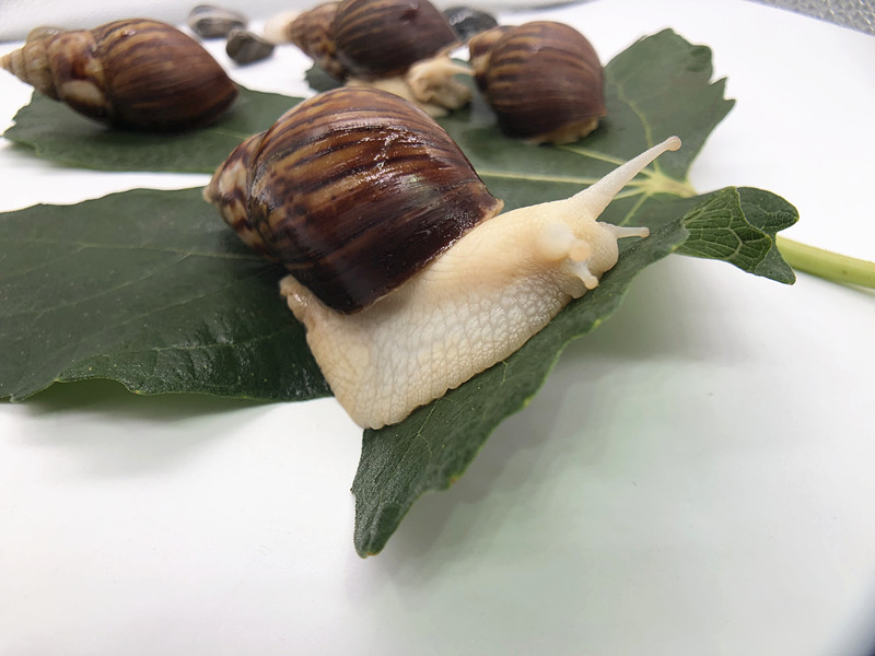 vakada蜗牛活体宠物白玉蜗牛巨型特大蜗牛宠物教学小蜗牛上课科学课