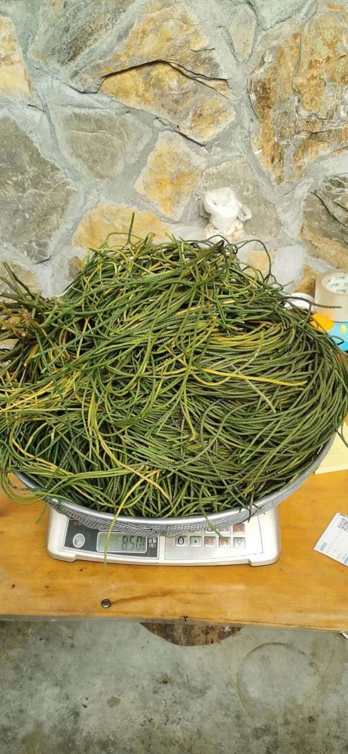 马尾千金草 用法用量图片