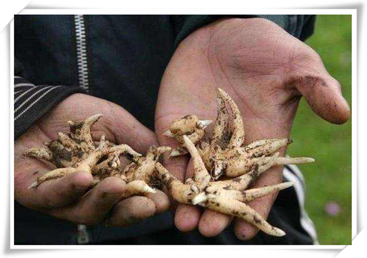 伟博嘉煜 佛手参 手掌参 500g 西藏特产佛手参 手掌