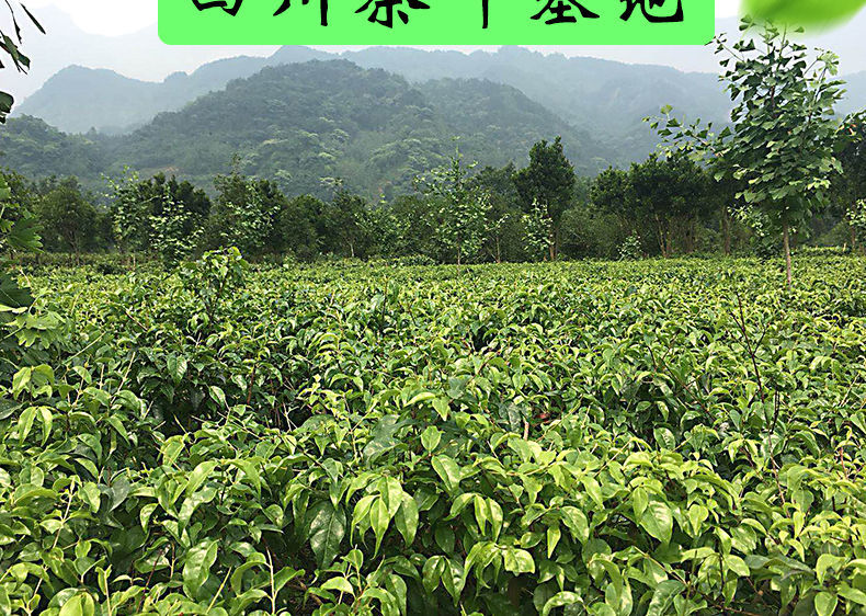 伟博 小叶苦丁茶500g 250g 青山绿水2021新茶四川特色茶 超值500克
