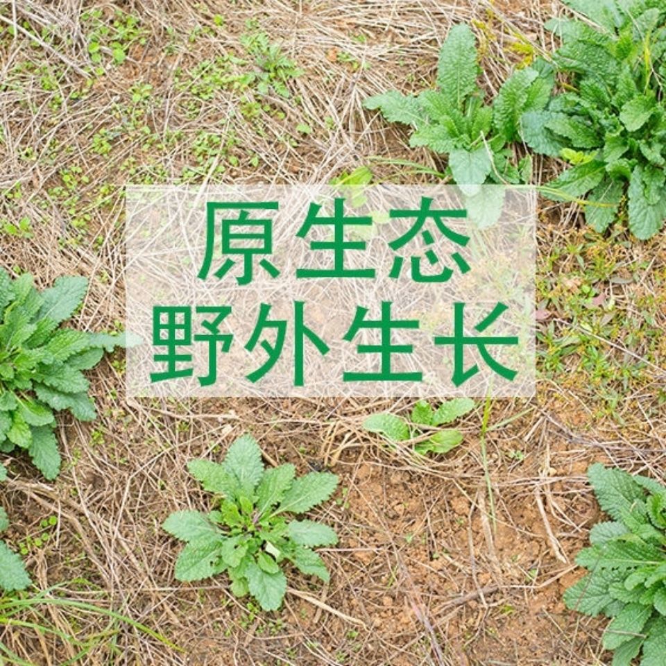 蛤蟆菜照片药用功效图片