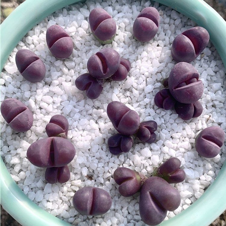 【4颗装】生石花 c81a 红大内石生花屁屁多肉植物 4颗 单头红大内 不