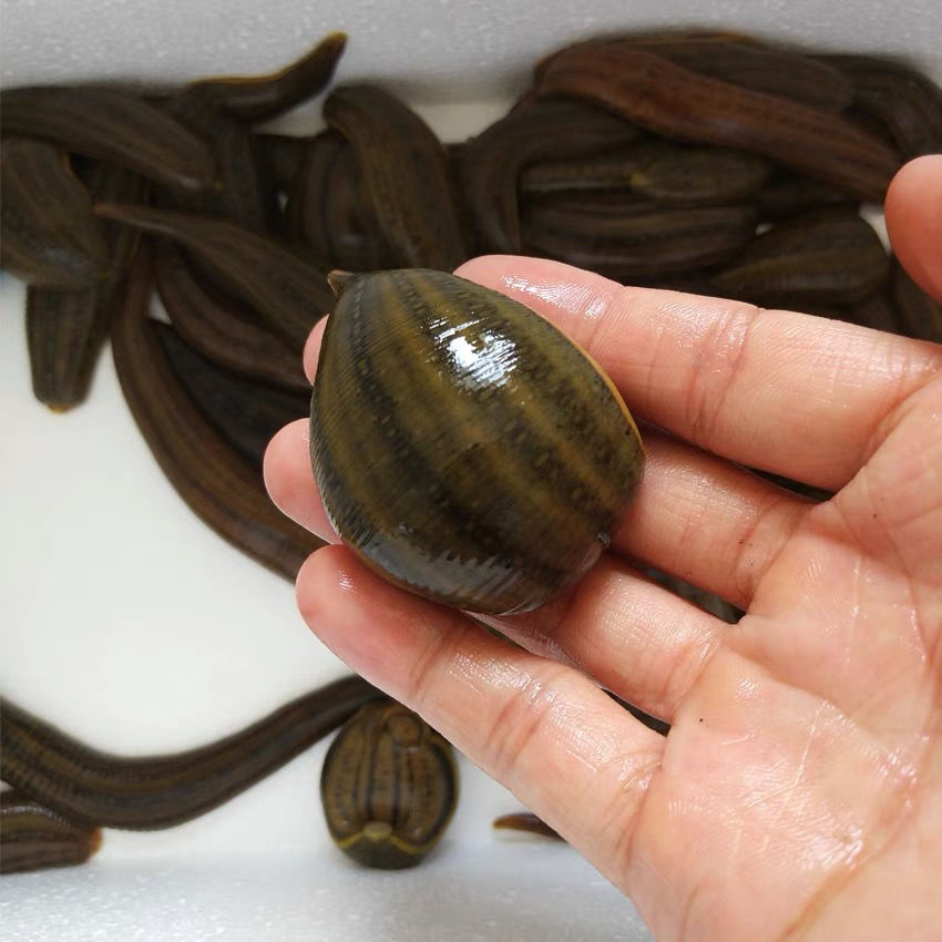 伟博纯宽体金线水蛭活体蚂蟥鲜活现发金边水蛭苗可挑大小包活 新鲜