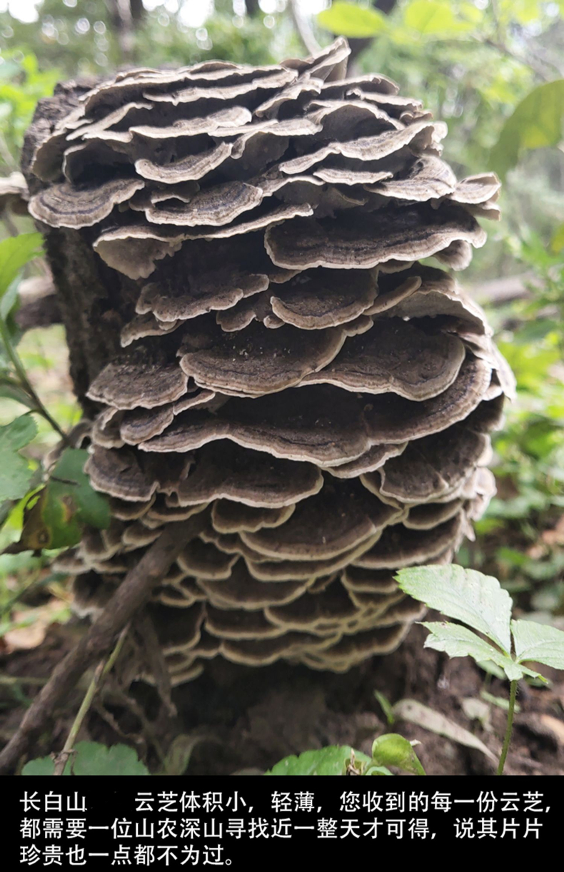 云芝灵芝长白山整枝云芝蘑灵芝片泡茶云芝菌云芝500g