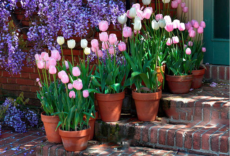 重瓣郁金香花卉荷兰进口多年生5度大种球百合室内外植物盆栽好养a12