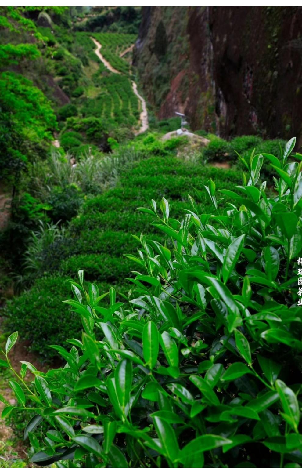 百年老枞水仙 慧苑坑老枞水仙 枞味青苔肉桂茶叶252g【图片 价格 品牌