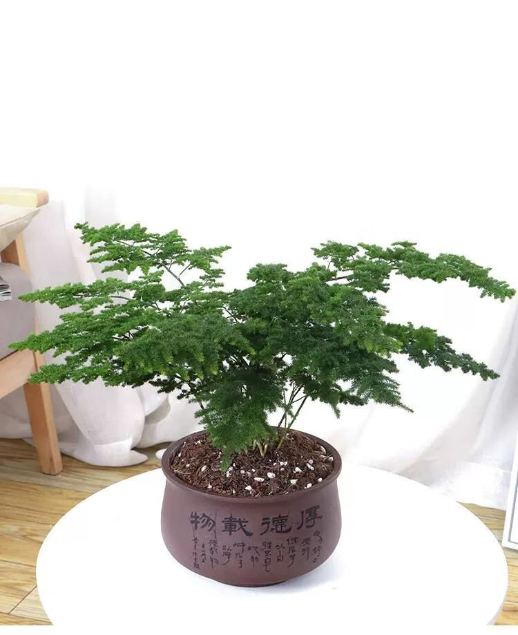 正宗唐山矮生云竹办公室好养绿植四季常青小盆栽 云竹4盆【图片 价格