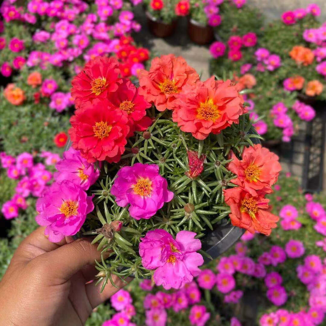 太阳花马齿菜盆栽超耐热松叶牡丹阳台庭院耐晒高温好养 太阳花 粉色/1