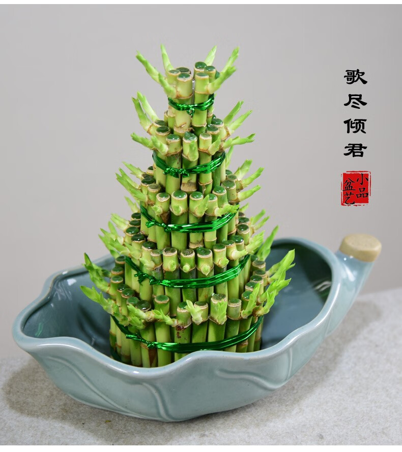 富贵竹植物客厅水养竹塔节节高转运水培绿植室内四季发财竹子盆栽
