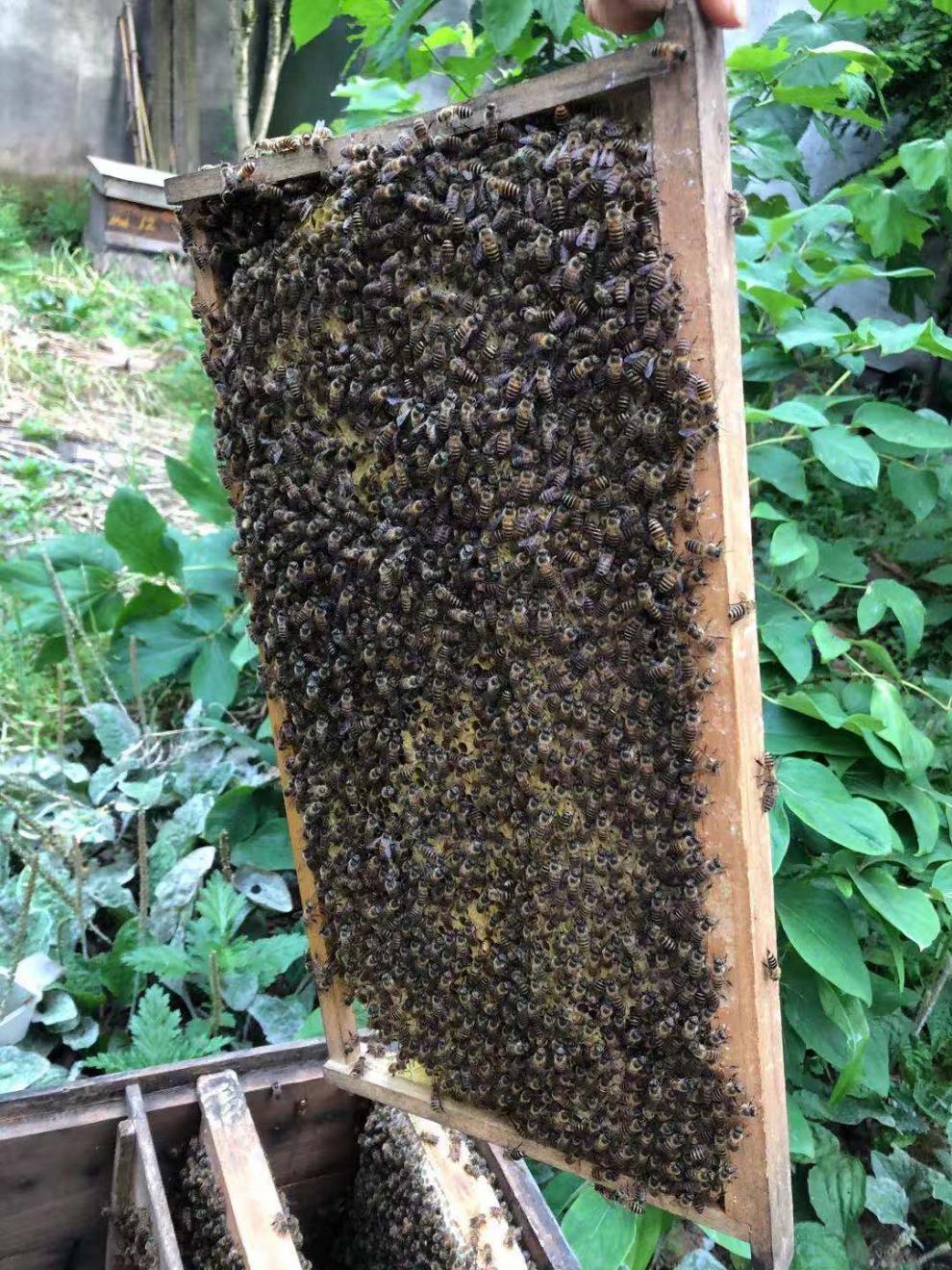 不二臣中蜂蜂王土蜂王阿坝双色红环中意营养杂交蜂王浙江新产王包活