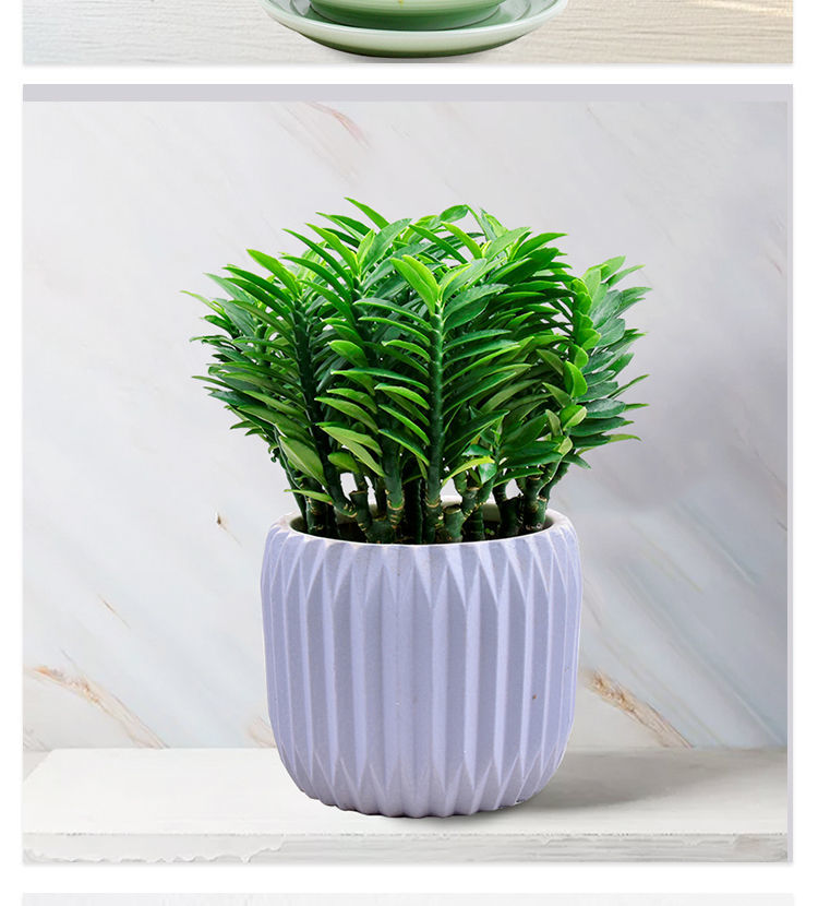 玉蜻蜓盆栽四季常青室内办公耐阴耐旱好养桌面绿植 1盆玉蜻蜓(不含盆