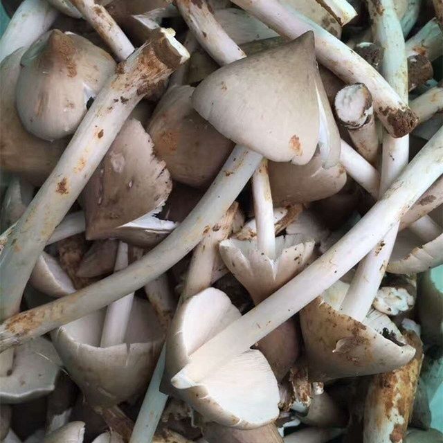 四川新鲜鸡枞菌伞把菇鸡肉丝菇斗鸡骨白蚁菰伞菇重庆特产500g 野未开