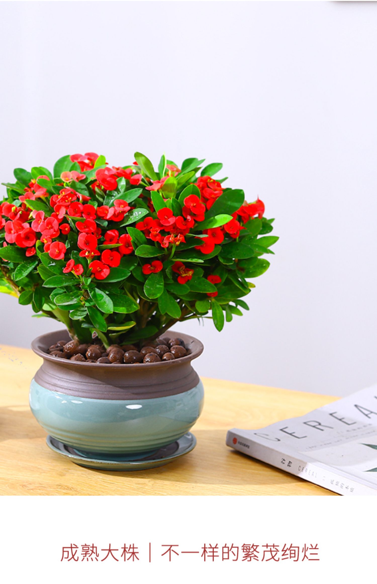 虎刺梅铁海棠花盆栽好养四季开花的花卉植物室内花办公室客厅绿植