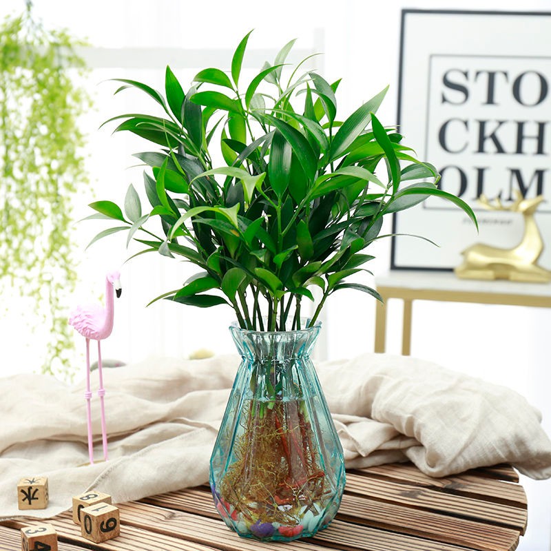 汐岩水培植物竹柏富贵竹室内桌面客厅绿植花卉盆栽水养居家绿色四季