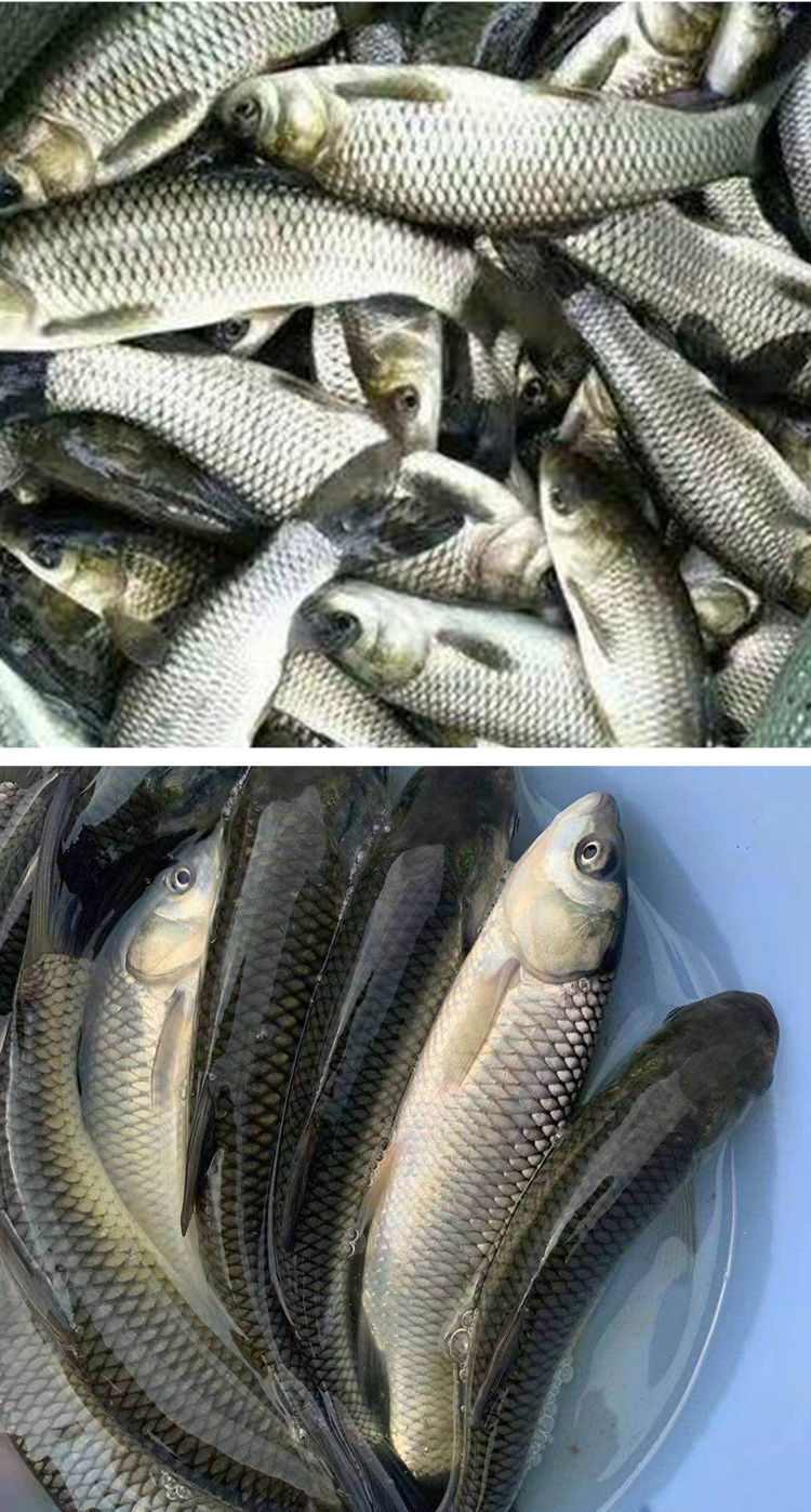 榮鬱草魚苗淡水活體喂烏龜的小魚苗好養殖食用活物冷水大魚苗青魚正宗