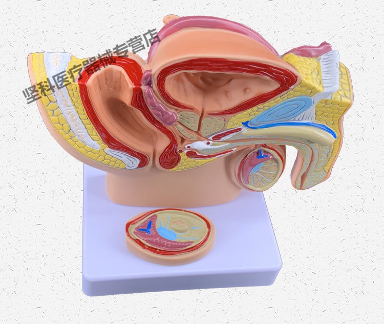 医学男女生殖解剖(医学男女生殖解剖图片)-第2张图片-鲸幼网