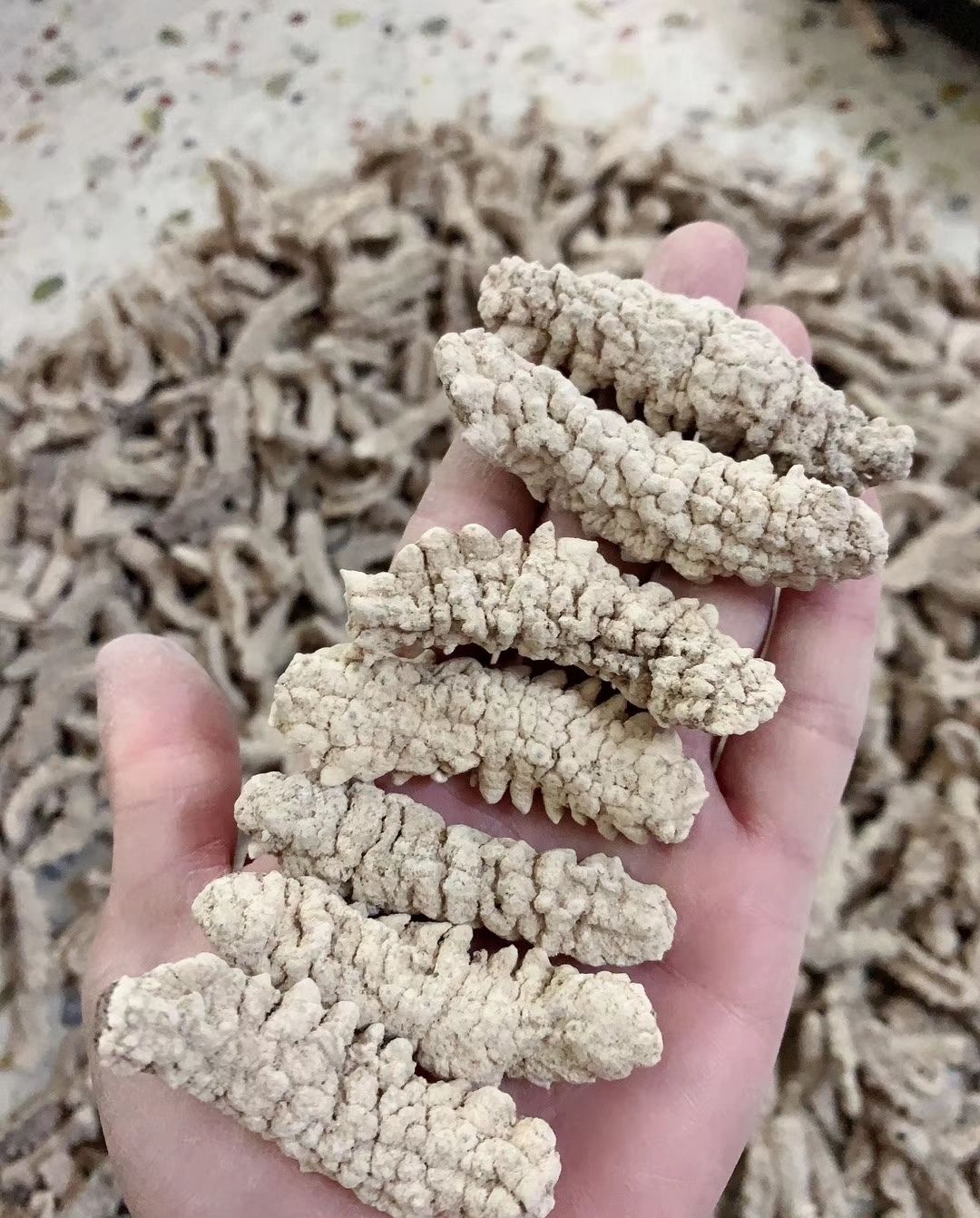 伟博黄玉参海参干货印尼黄肉参仔小黄玉参酒店食材用料非即吃辽参100g