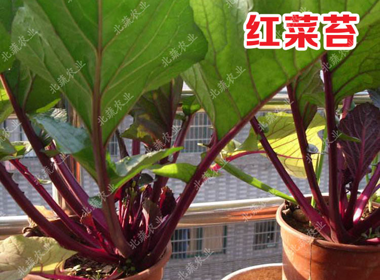 冠四季红菜苔种子菜心菜花芸菜苔紫菜苔蔬菜种子四季播阳台蔬菜种籽