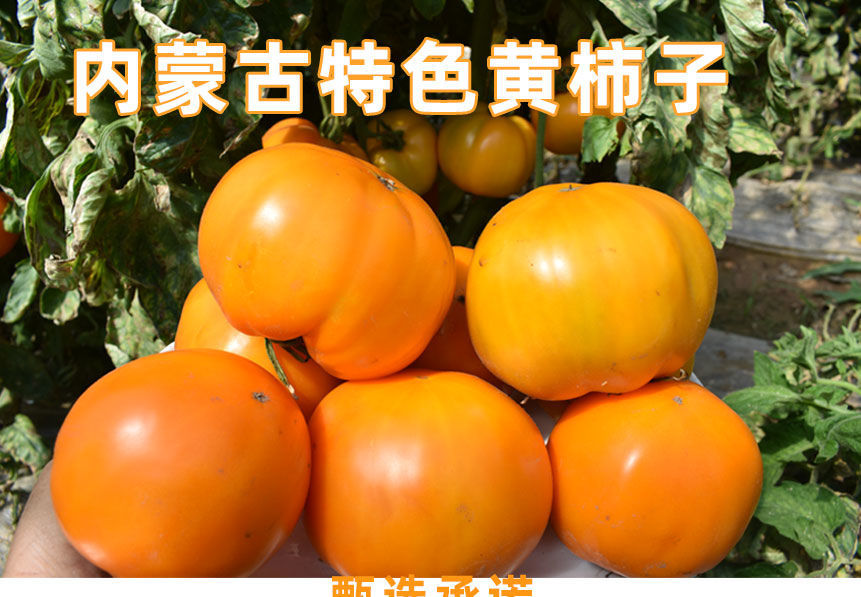 內蒙古五原特產黃色西紅柿生吃水果沙瓤黃柿子農家蔬菜小番茄批發