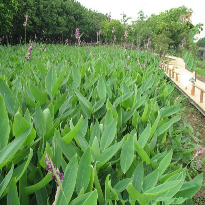 鹿凌青水生花卉再力花苗室外池塘绿化人工湿地挺水植物水质公园小区