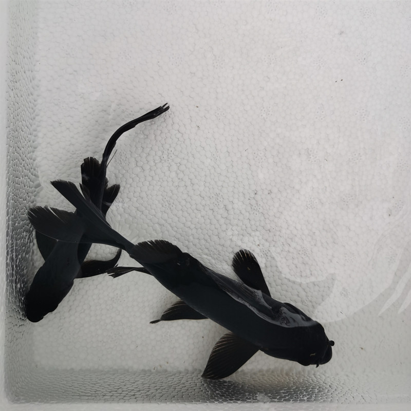 荣郁冷水观赏鱼风水招财鱼纯黑金龙凤锦鲤长短尾好养锦鲤黑草金活体鱼