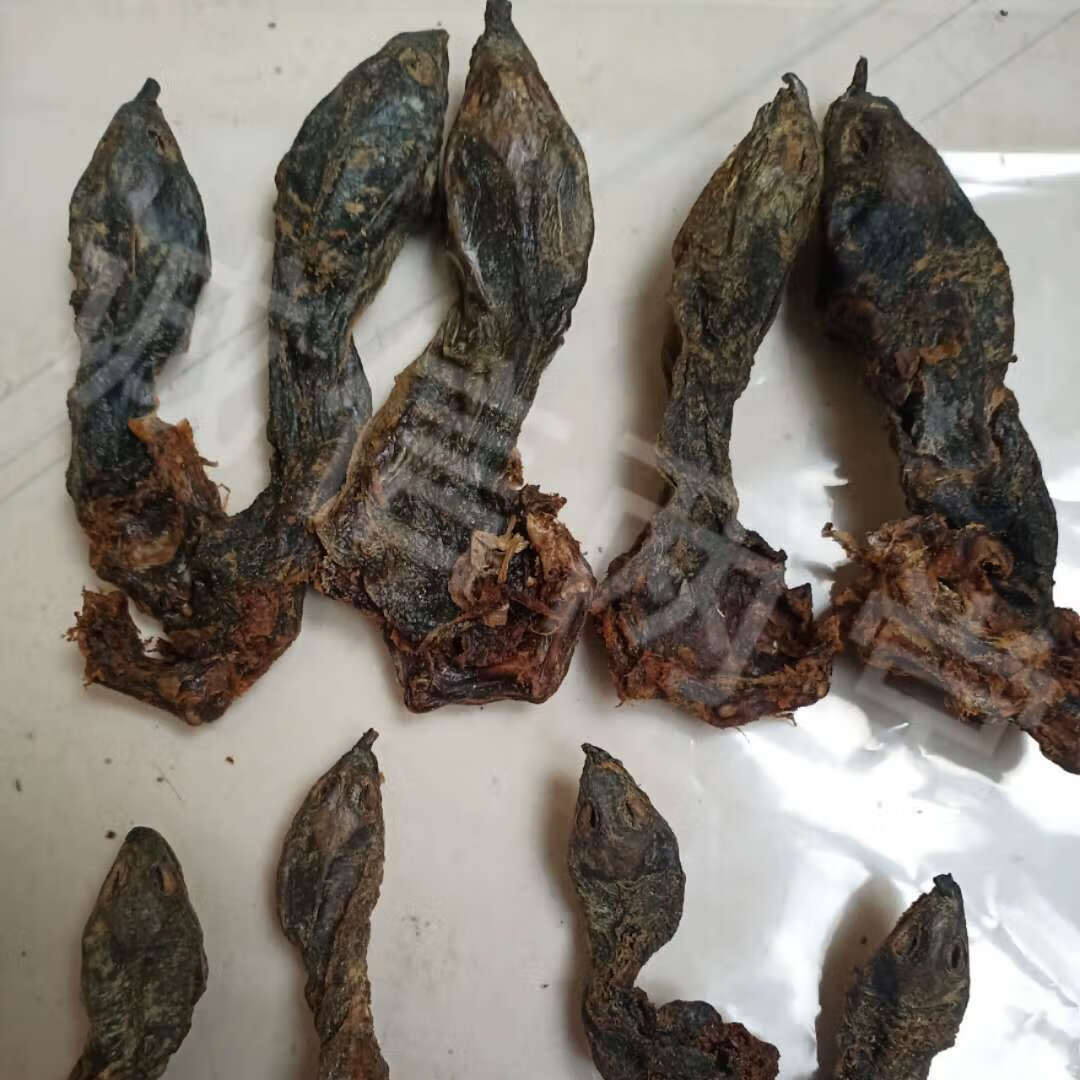 【鳖头】中药材 带脖鳖头 鳖首 鳖头 甲鱼头 鳖甲头 带脖鳖头 10只装