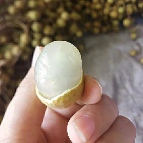 广西龙眼石硖储良带箱3/6新鲜水果当季水果龙眼整箱 3斤(普通装)