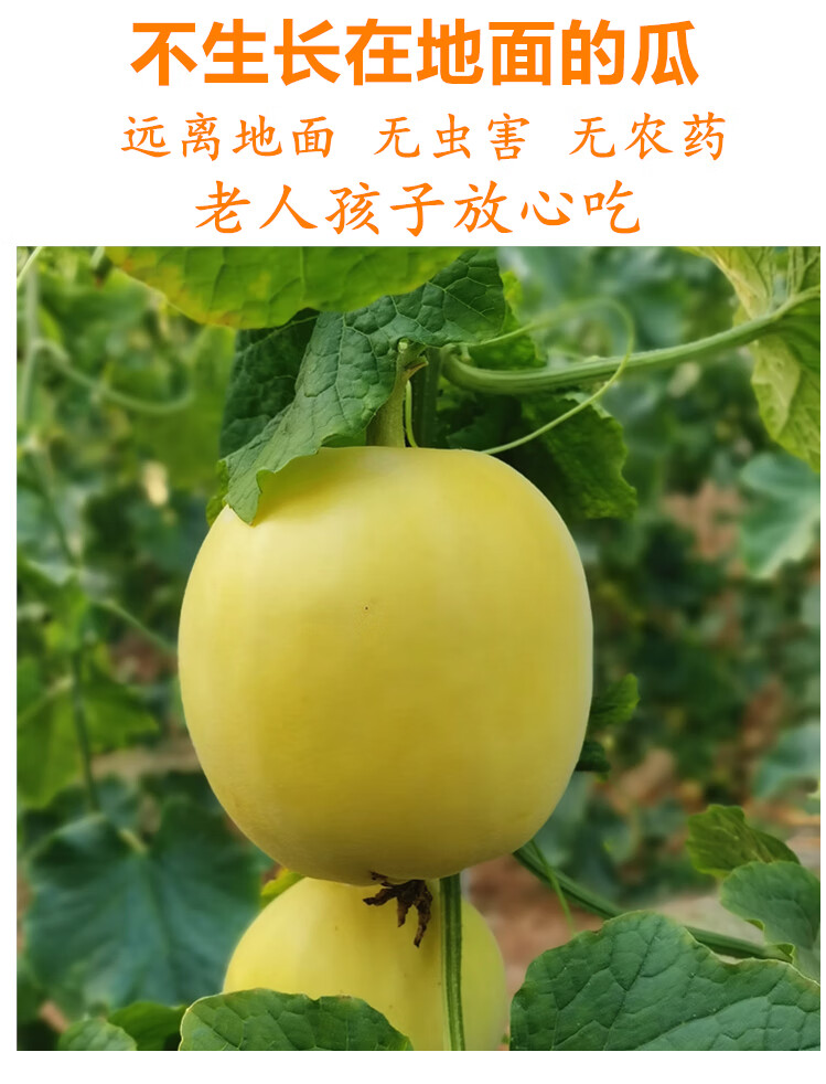 顺丰速运 香瓜新鲜蜜罐小蜜蜂甜瓜5斤装马连庄水果当季白糖罐【图片