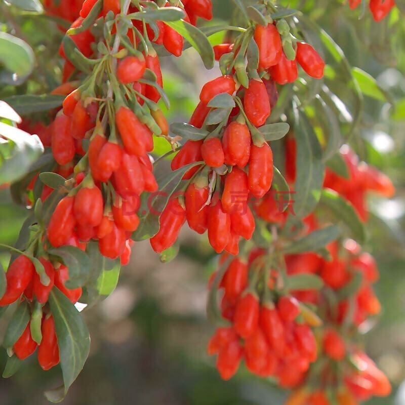 野生黑枸杞树苗宁夏新疆红色枸杞苗老桩盆景盆栽枸杞子植物果树苗 黑