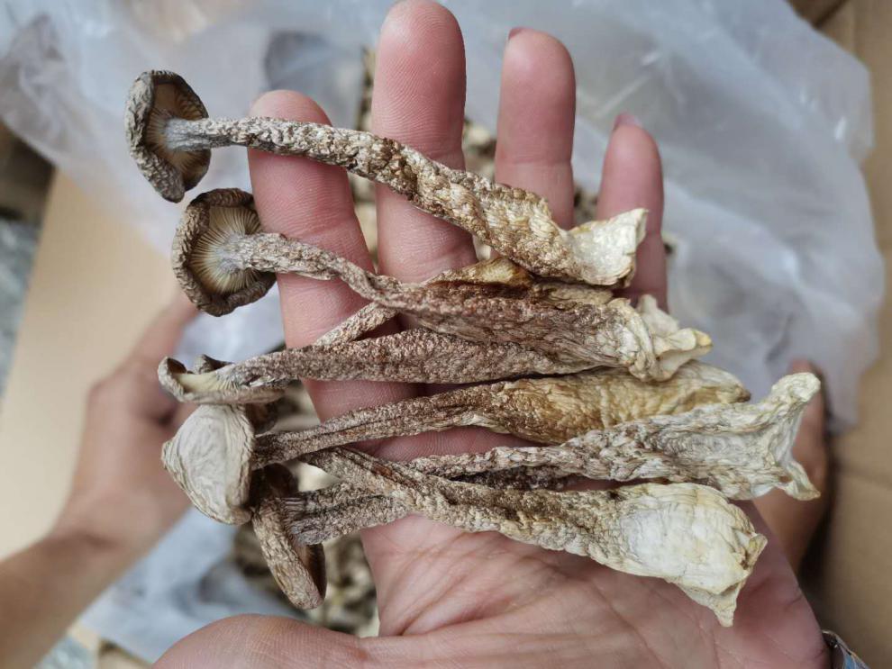 鹿茸菇鹿茸菌干货500g云南菌特产新鲜野生菌鹿茸菇干鹿茸菌菇蘑菇