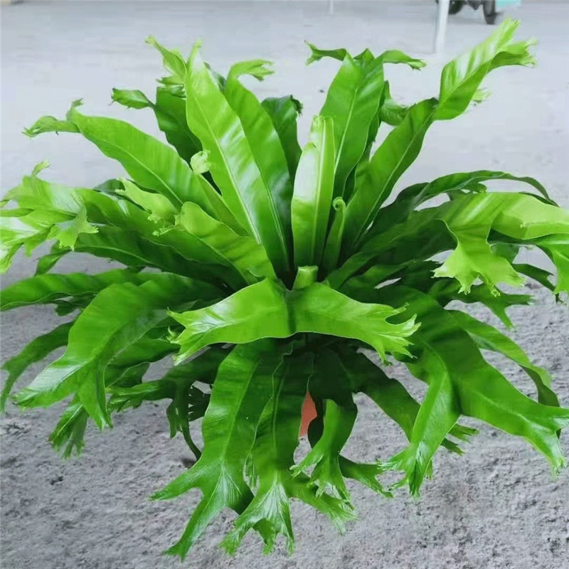 进口维纳斯蕨耐寒热能过冬的蕨类植物盆栽内室吸甲醛净化空气 蕾丝蕨