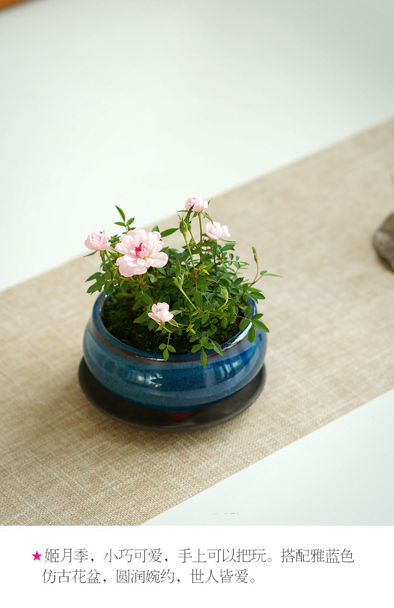 日本乙女姬月季花卉植物室内阳台绿植桌面迷你盆栽办公室玫瑰欧月姬