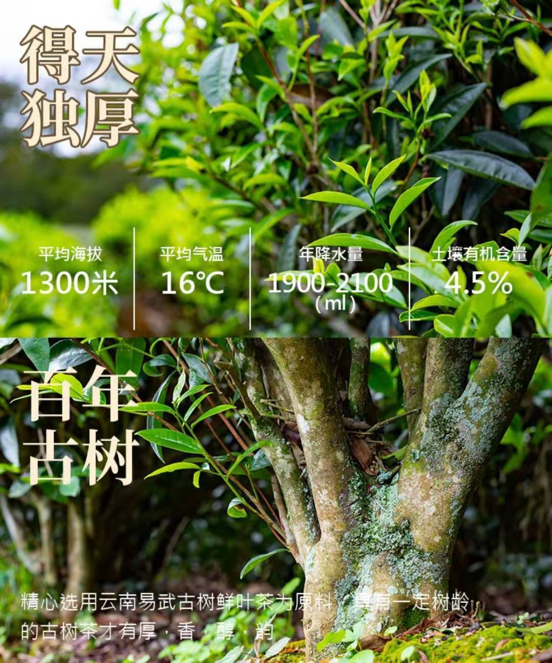 糯米香碎银子茶古树散装陈年茶化石老茶头礼盒装散装碎银子500克高档