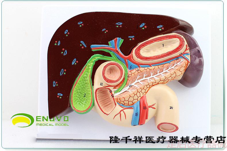 enovo頤諾人體肝膽胰十二指腸胃結構模型肝膽脾胰解剖切面模型消化科