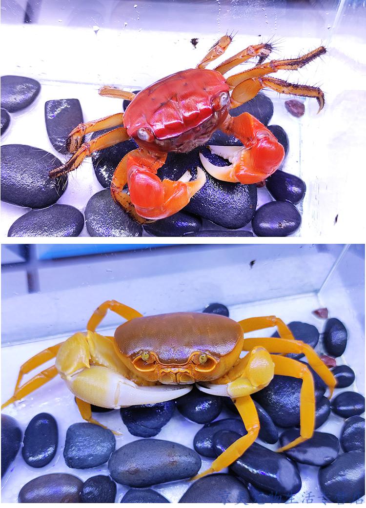 搭啵兔迷你可以养的小螃蟹水族箱爬行小动物家养鱼缸观赏可爱宠物淡水
