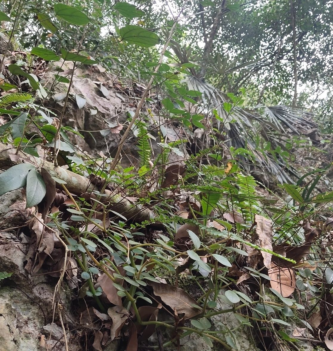 伟博广西新鲜石蝉草胡椒草火伤叶石瓜子三叶稔散血丹500克野生新鲜石