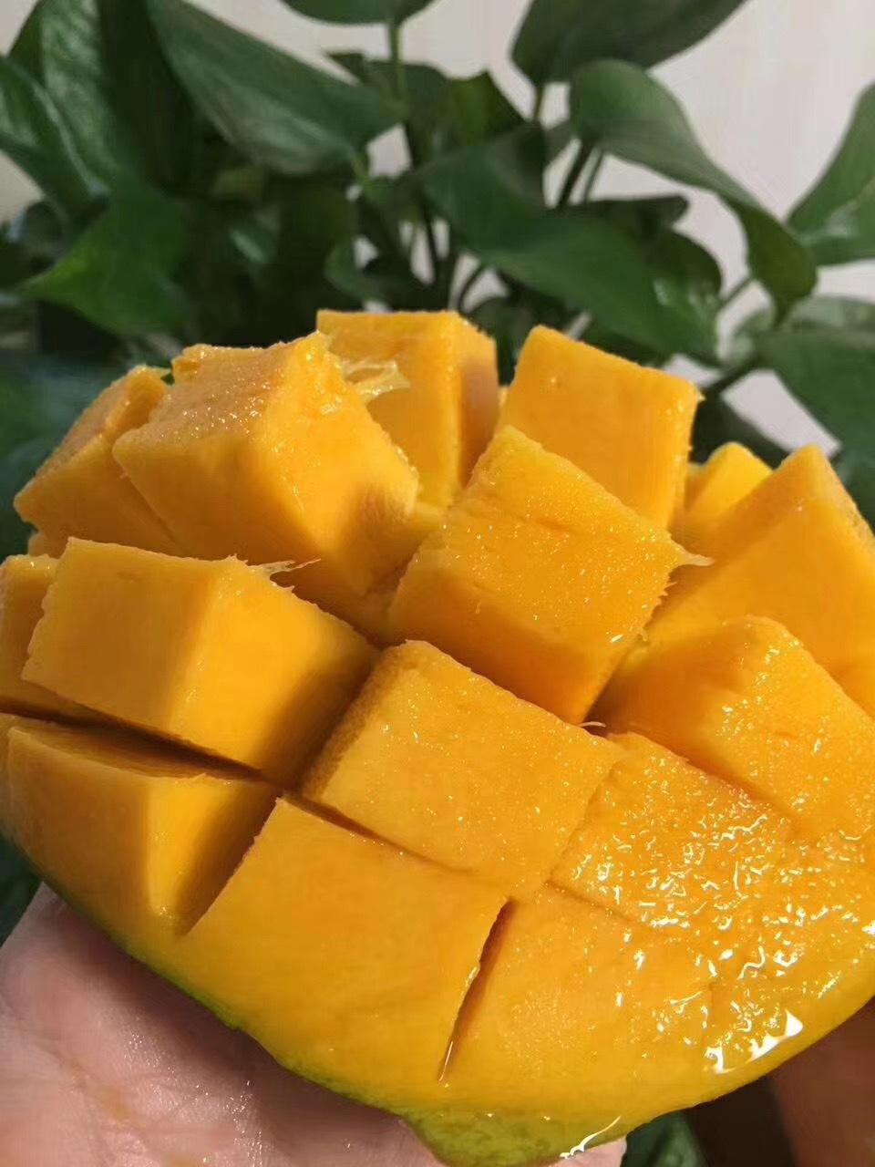 攀枝花凯特芒果新鲜现摘四川青皮大凯特大脸芒当季水果中大果 凯特一