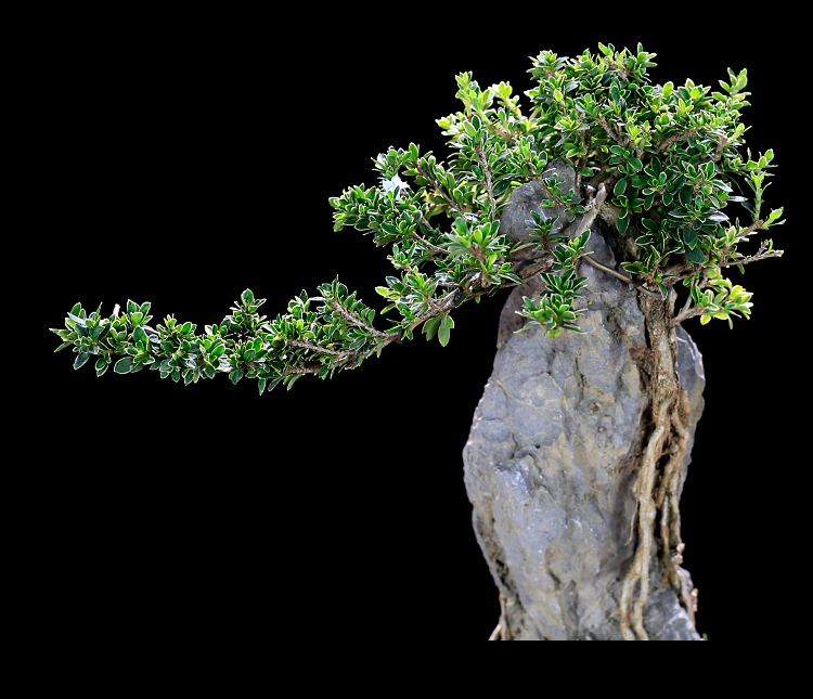 树抱石附石盆景植物室内老桩金边六月雪办公室客厅桌面盆栽绿植 附石