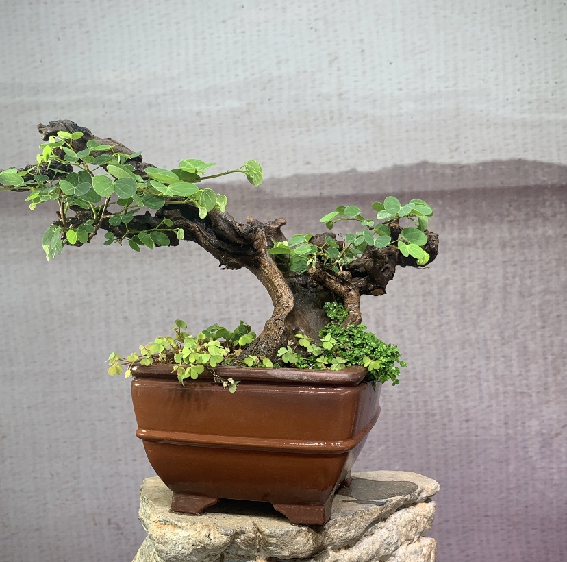 羊蹄甲小盆景沧桑悬崖临水好养植物开花结果绿箩清香木天然舍利z 24