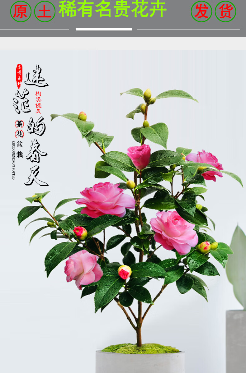 茶花树苗迷茫的春天嫩粉红色玫瑰重瓣型花卉盆栽阳台庭院好养植物