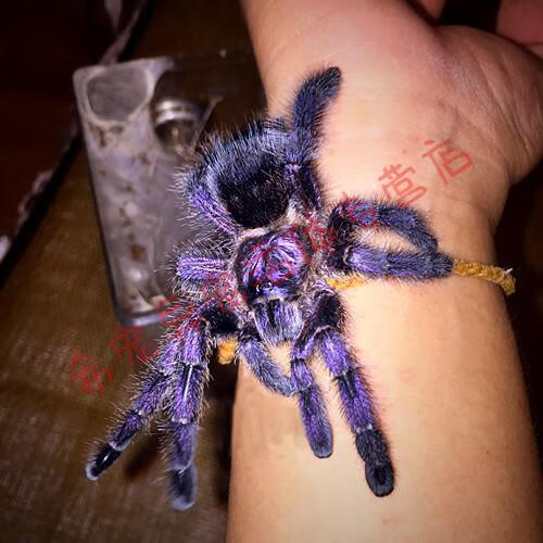 智利火玫瑰/红玫瑰巴西所罗门宠物蜘蛛海格力斯橙巴布巨人金直间 皇帝