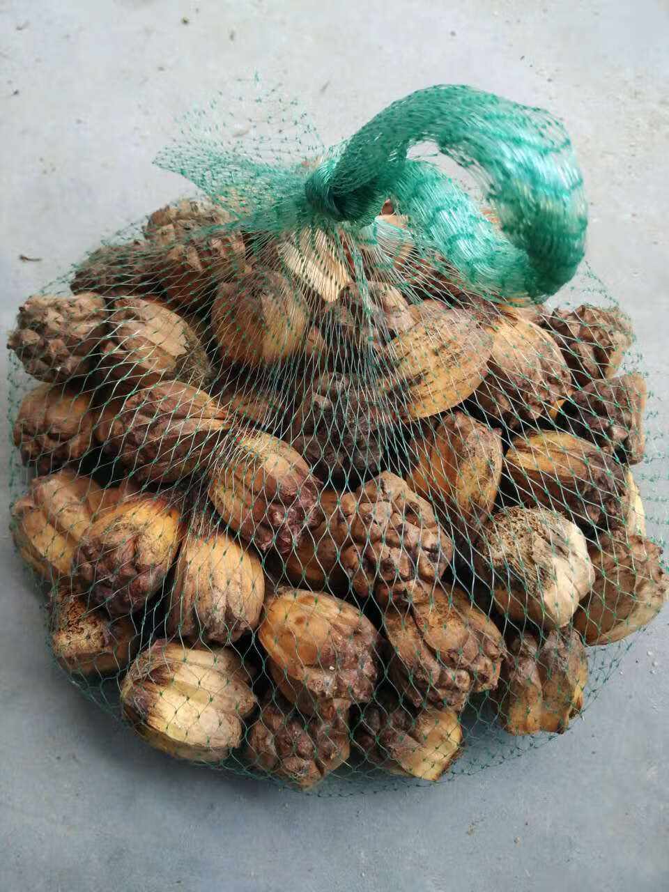 滴血莲花 滴血莲花原籽鲜果菩提子海南野菠萝手串原料山菠萝露兜树子