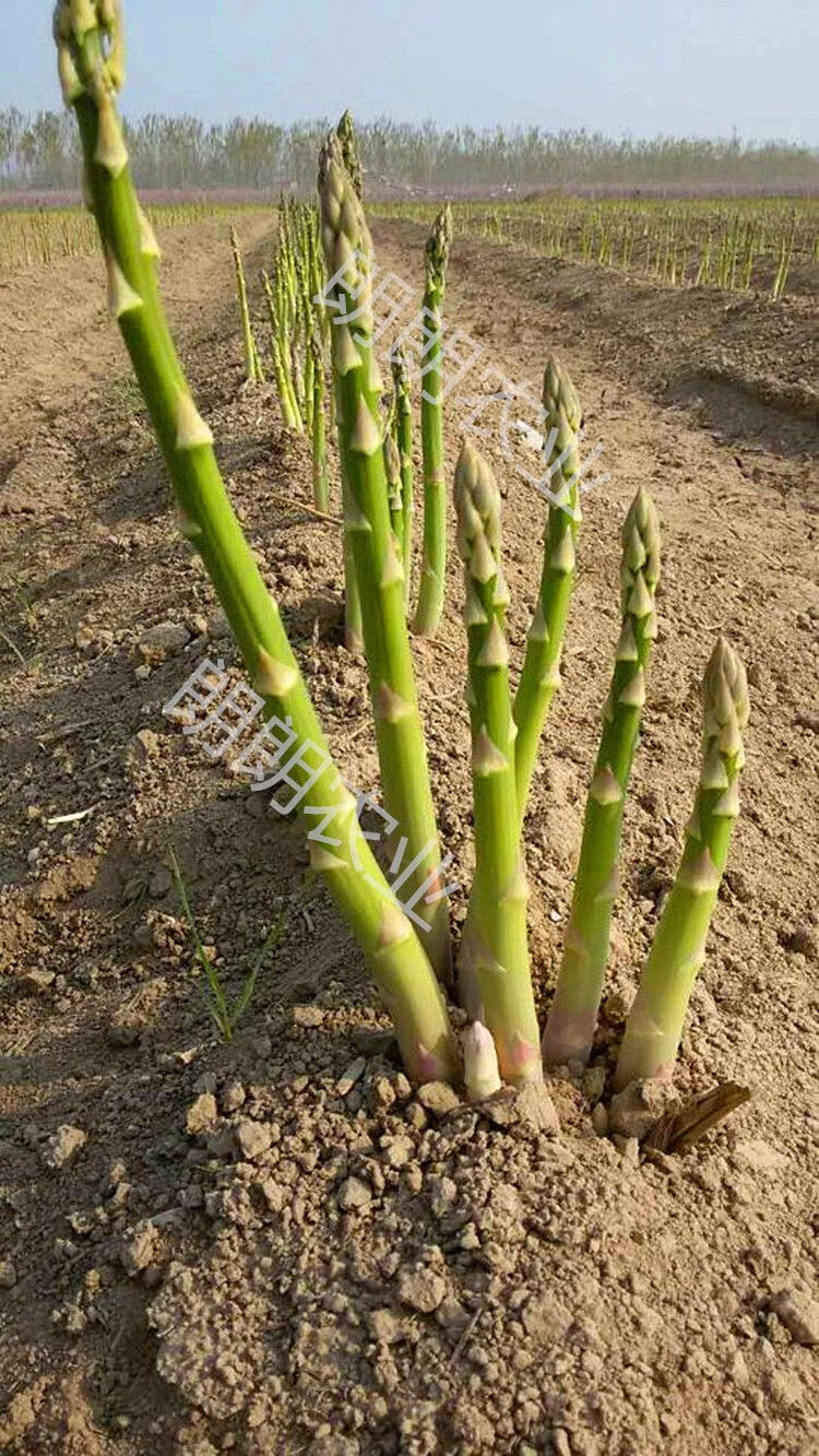 蘆筍苗帶土蘆筍種根紫色蘆筍種植苗根三年蘆筍根苗蔬菜苗蘆筍種子