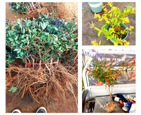 药用金银花苗四季开花爬墙爬藤植物老桩盆景树苗盆栽地栽常青花卉 四