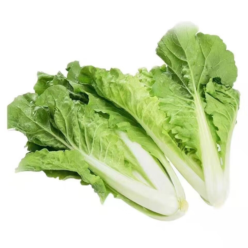 小白菜 新鲜快菜 云南高原小青菜 农家自种 产地现摘现发新鲜蔬菜 二